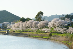 桜　DSC02832