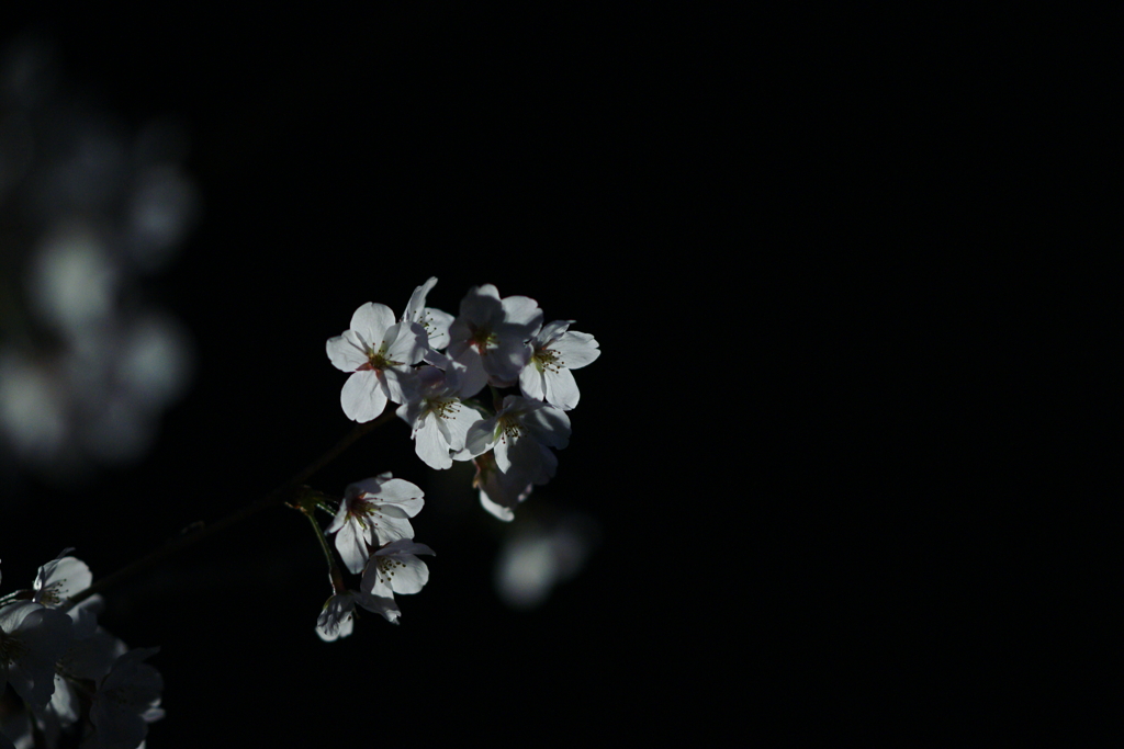 夜桜DSC02315