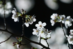 桜　DSC01403