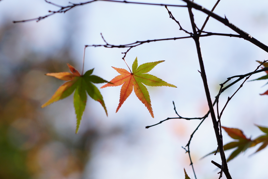 紅葉　DSC00896