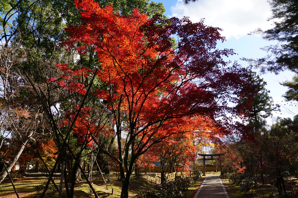 紅葉　DSC01367