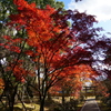 紅葉　DSC01367