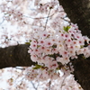 桜　DSC04340