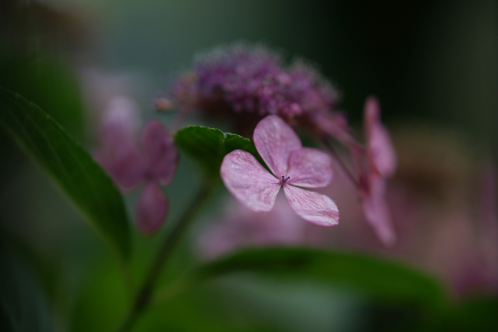 紫陽花　DSC00955