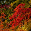 紅葉　DSC07232