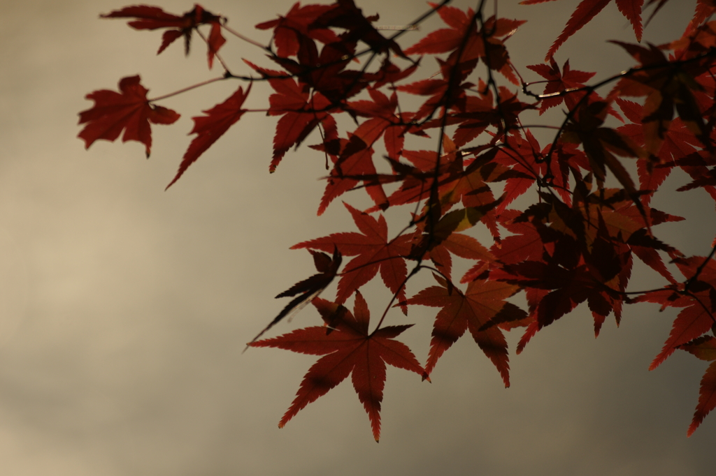 ２０１２　京都　龍安寺１