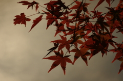 ２０１２　京都　龍安寺１