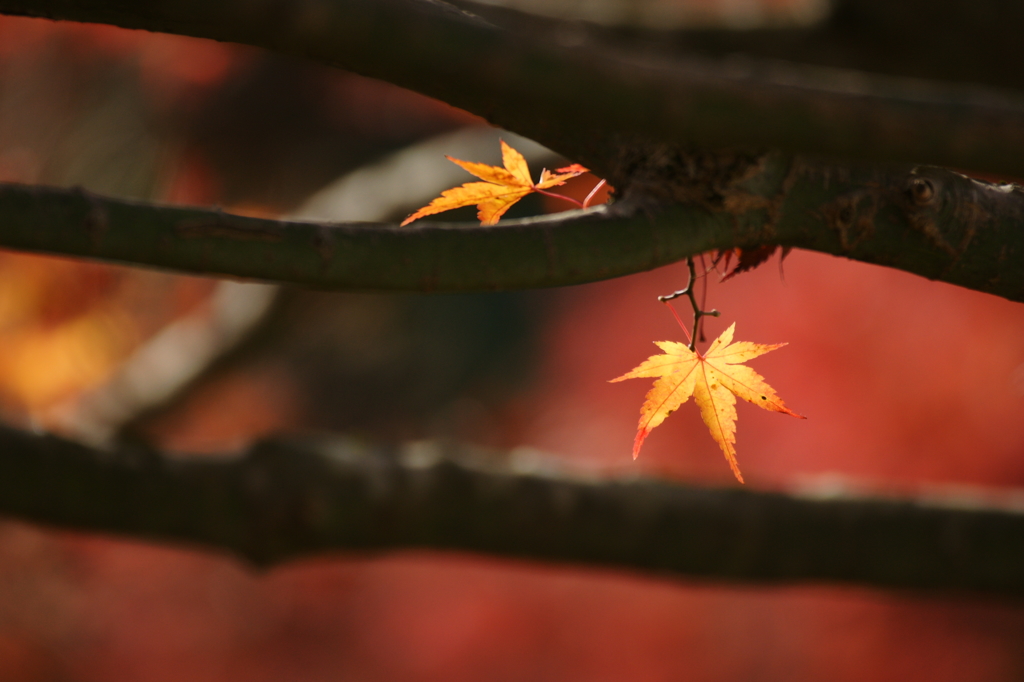 ２０１４　紅葉　６