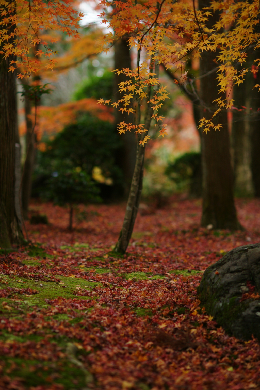 紅葉　DSC05962