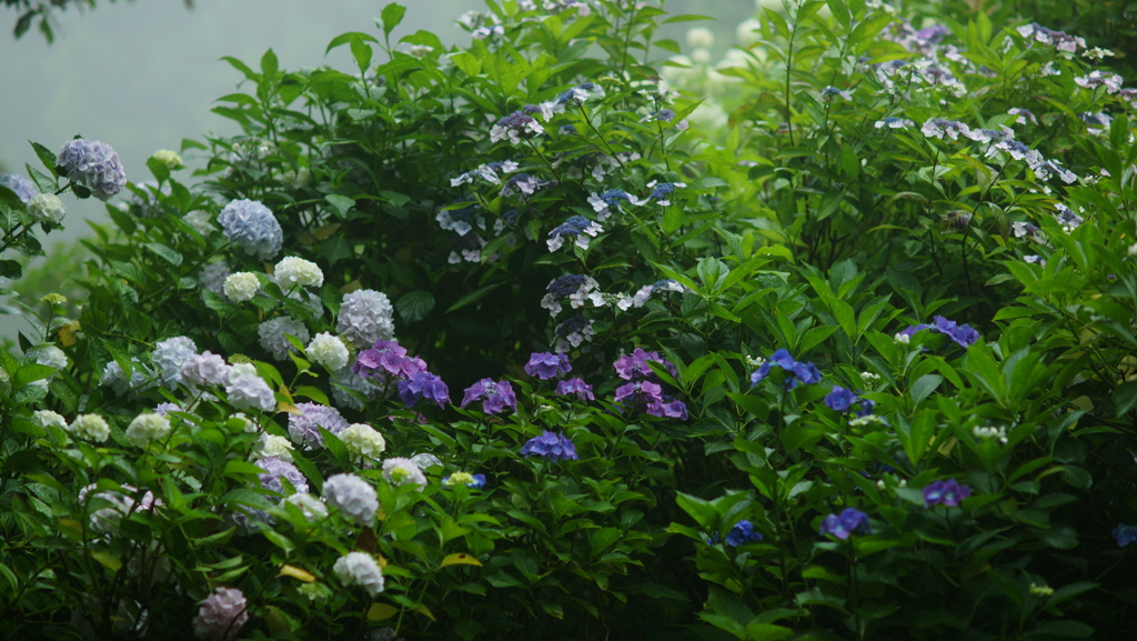 紫陽花　DSC06880