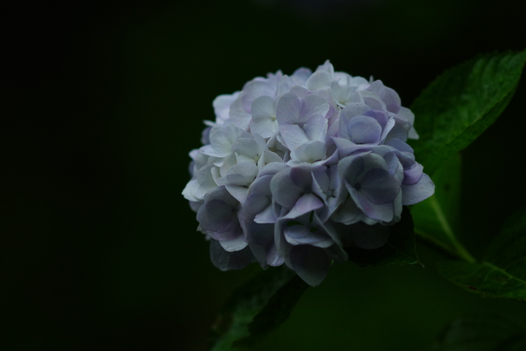 紫陽花　DSC01693