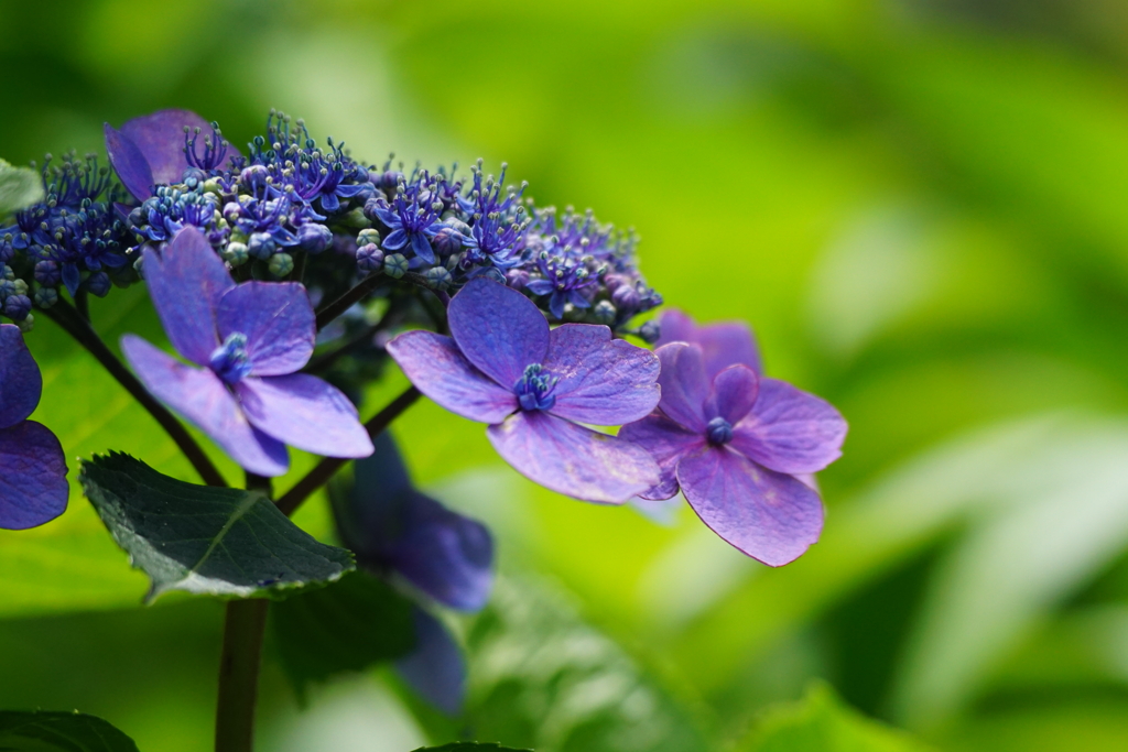 紫陽花DSC02215