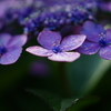 紫陽花　DSC01609
