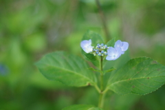 紫陽花DSC00743