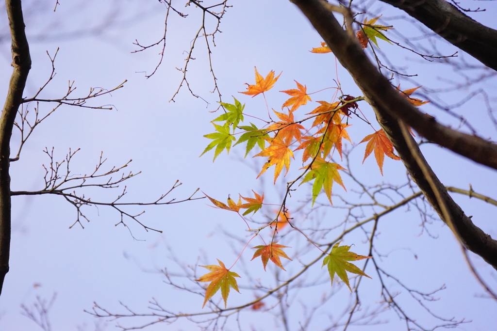 紅葉　DSC00047