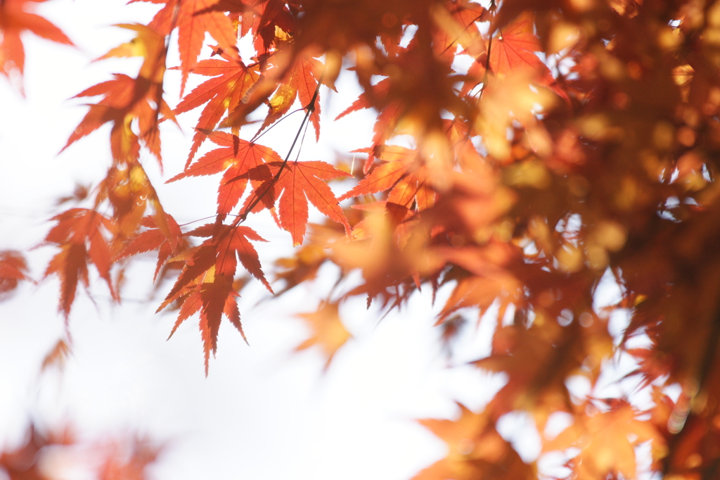 ２０１４　紅葉　３