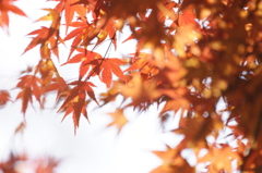 ２０１４　紅葉　３