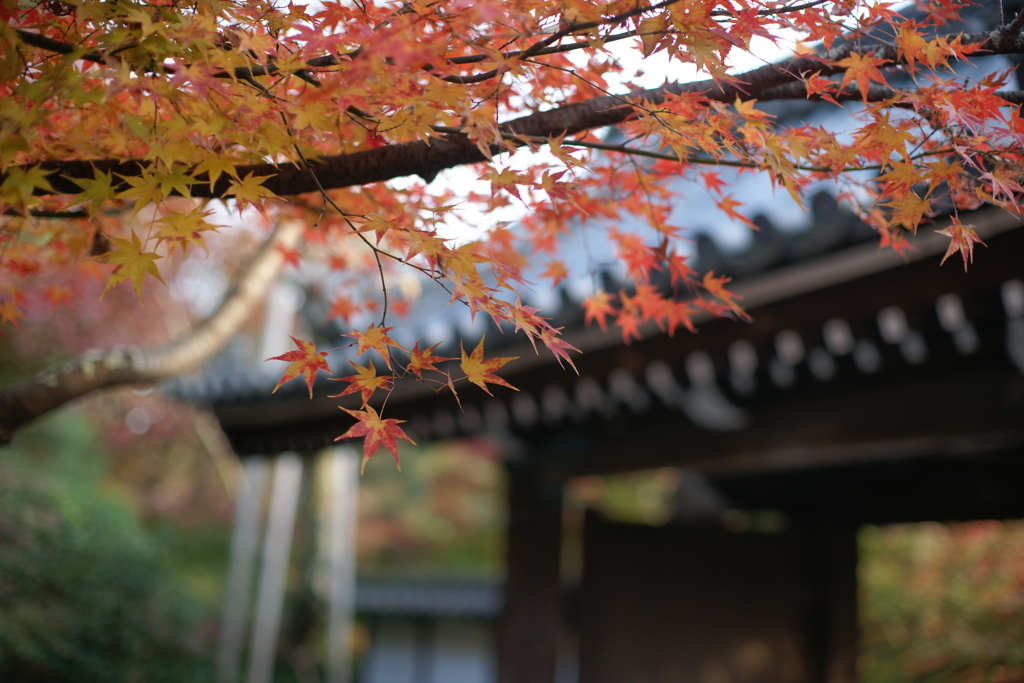 紅葉３