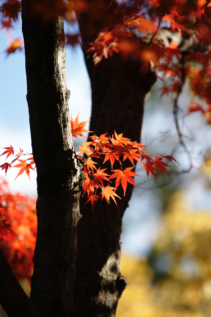 ２０１３　紅葉１３