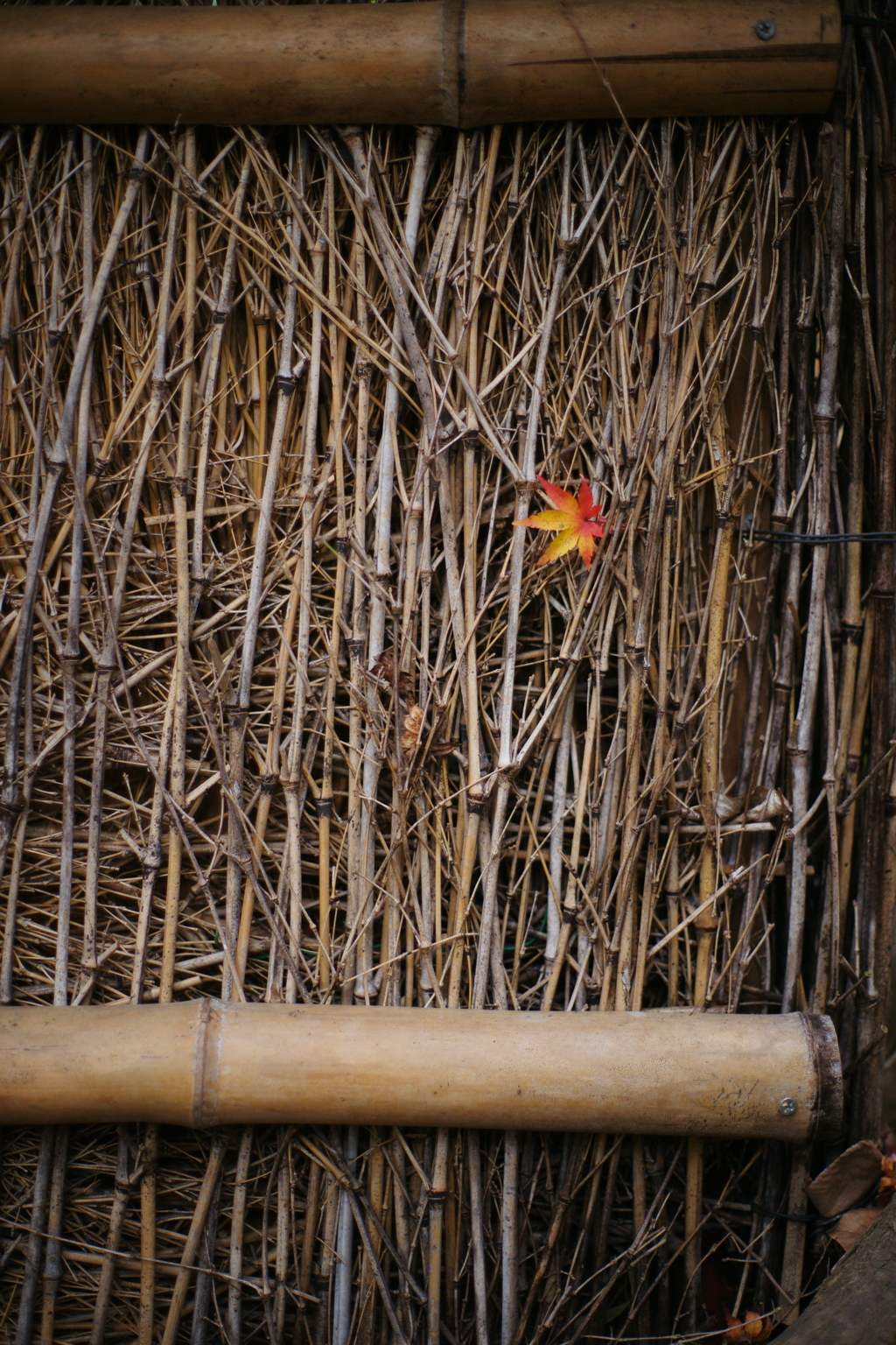 紅葉　DSC06961
