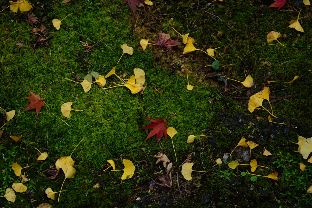 紅葉　DSC07240