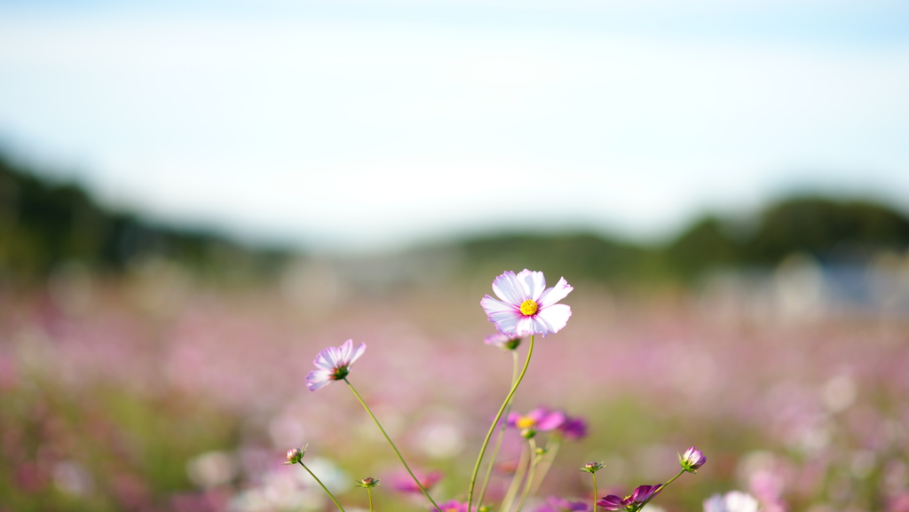 秋桜　DSC07087