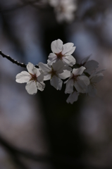 2014 桜　３