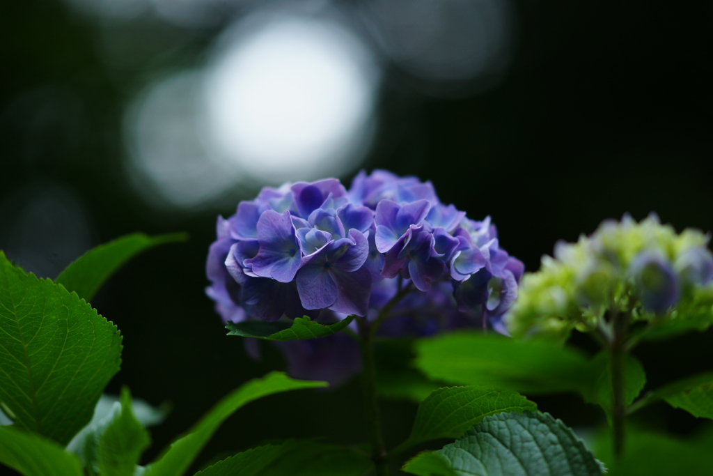 紫陽花 DSC03189