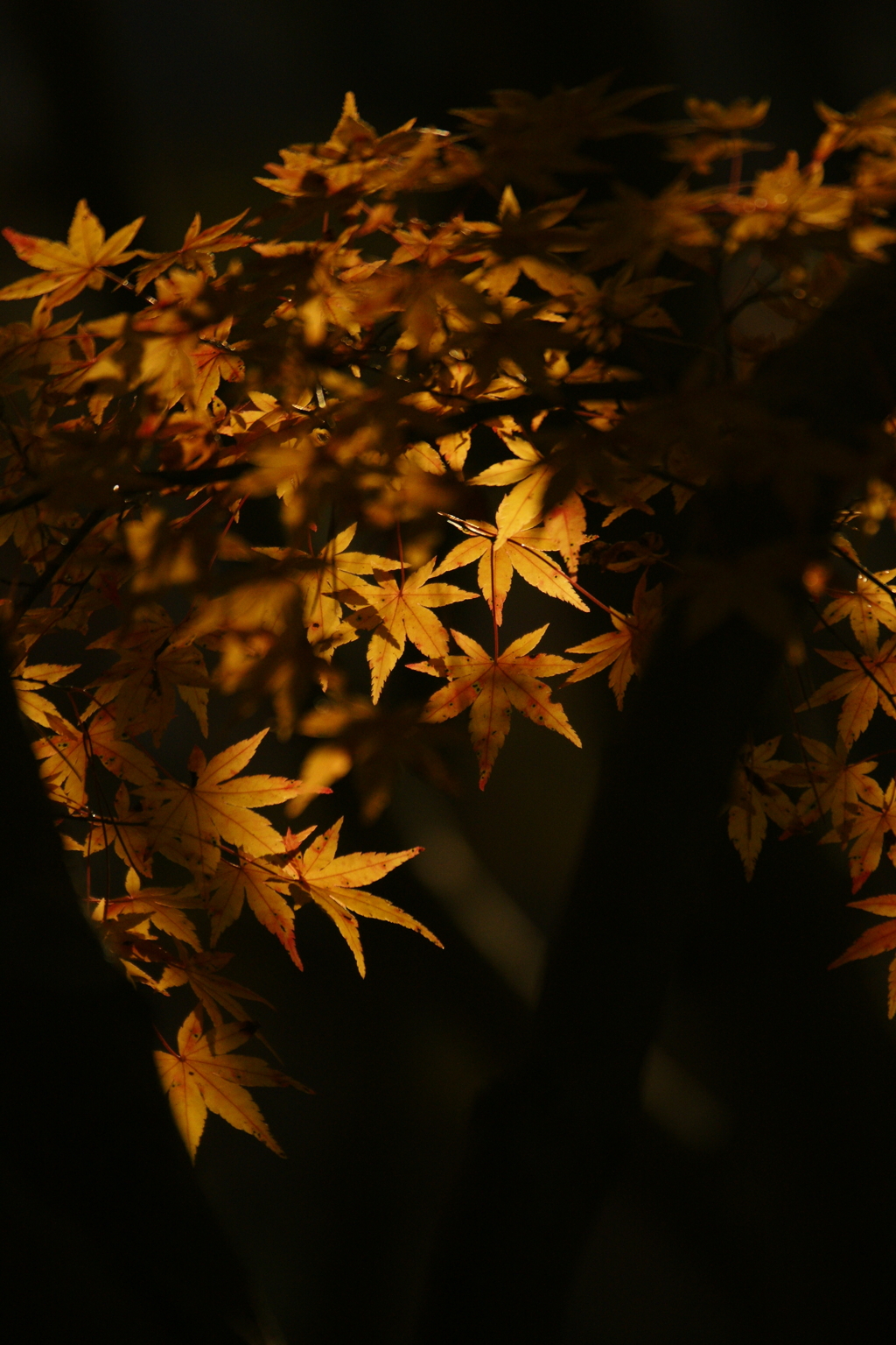 2016　紅葉５