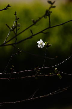 2020　桜　８
