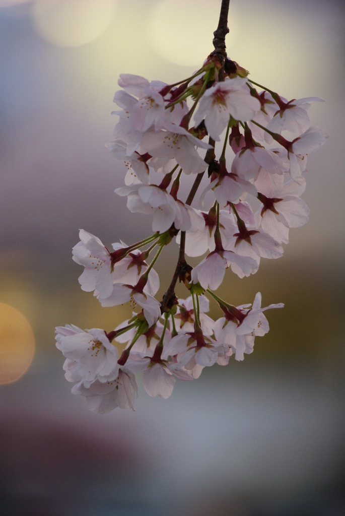桜２