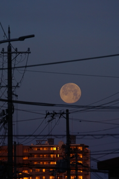 フラワームーン２