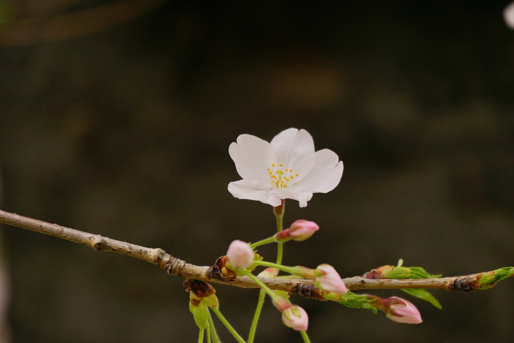 2020　桜　１