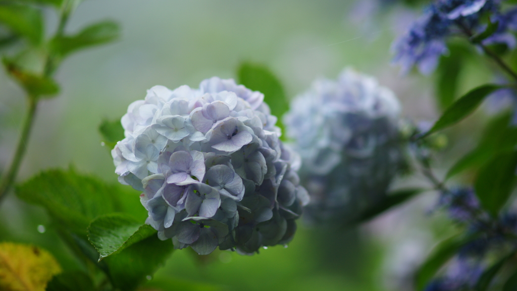 紫陽花　DSC06890