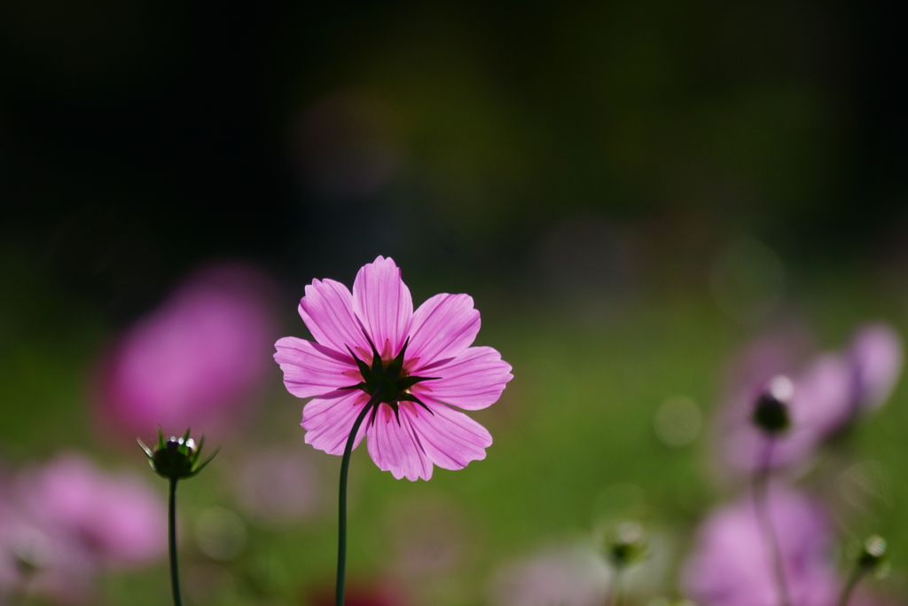 秋桜　DSC09158