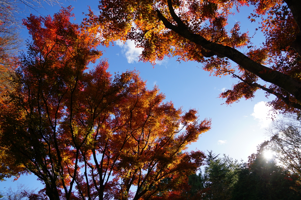 紅葉　DSC01275
