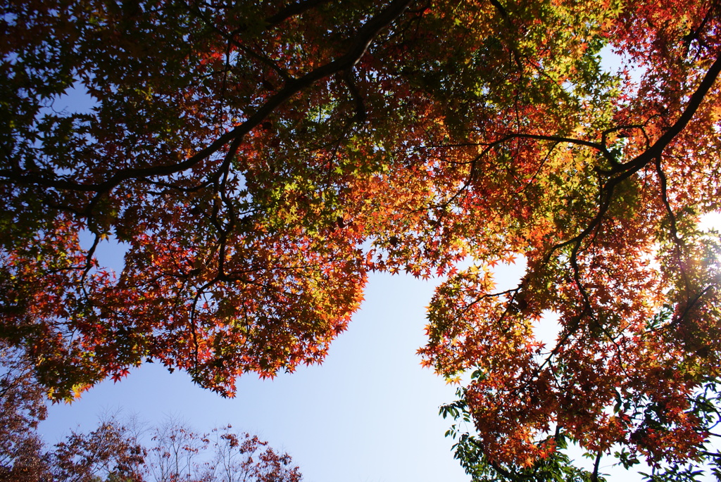 2016　紅葉２