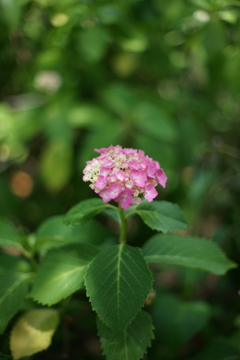 紫陽花DSC00565