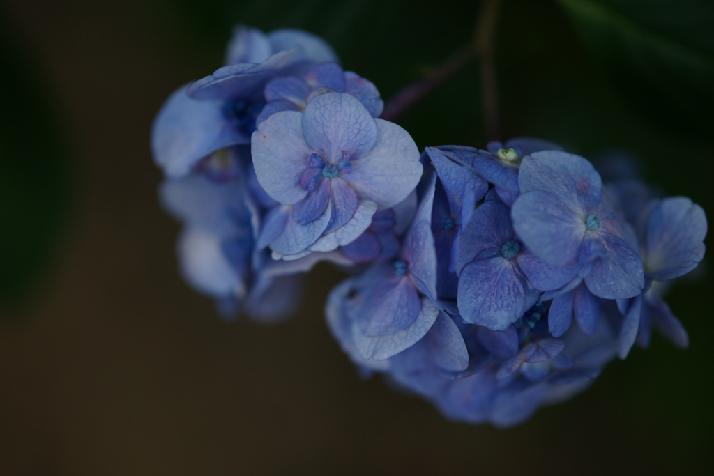紫陽花　DSC00963