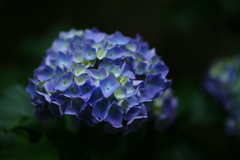 紫陽花 DSC03195
