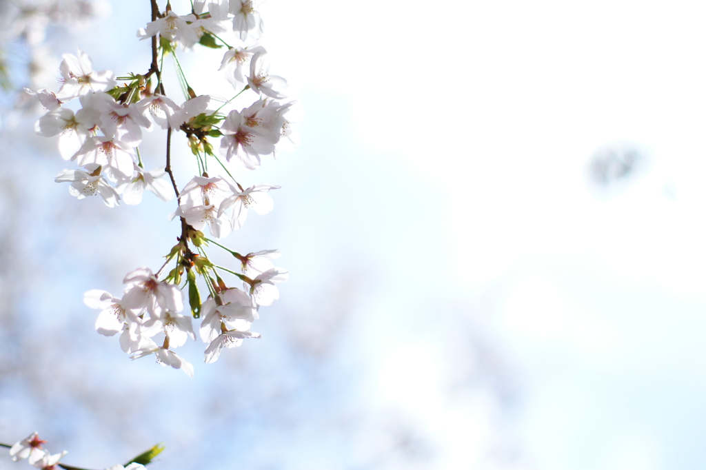 2014 桜　１