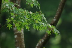 青紅葉DSC00339