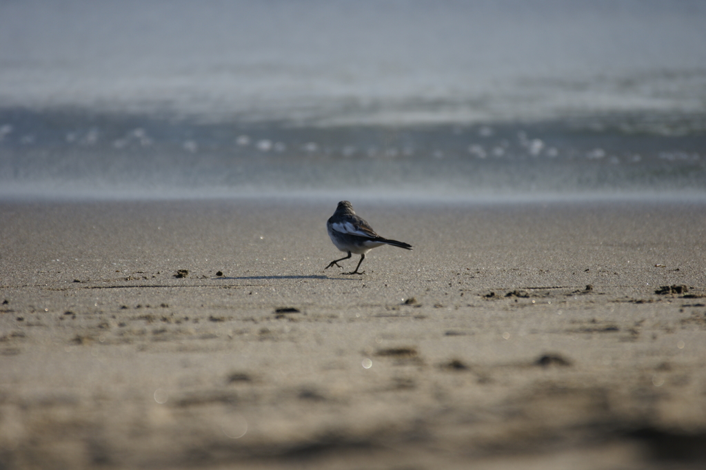 海と鳥