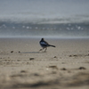 海と鳥