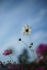 ２０１４　コスモス３