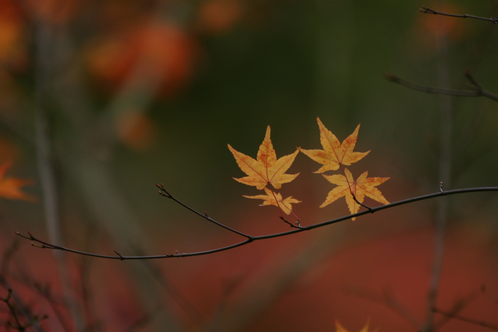 ２０１５　龍安寺　３