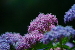 紫陽花　DSC03293