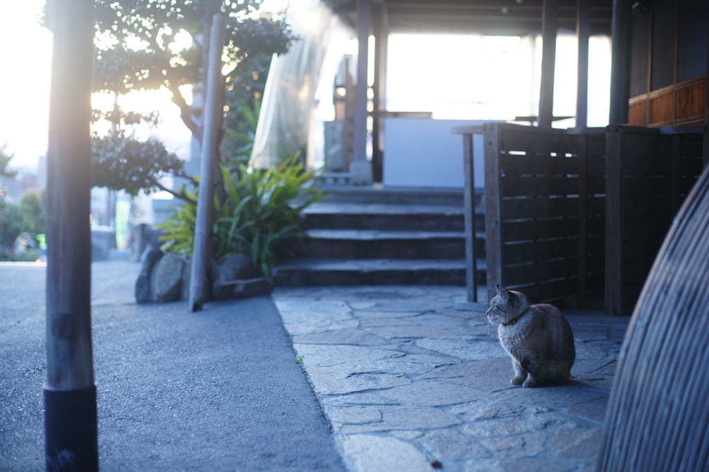 猫