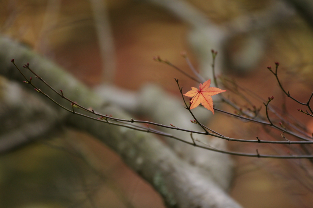 ２０１５　龍安寺　２
