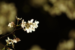 桜 DSC01142